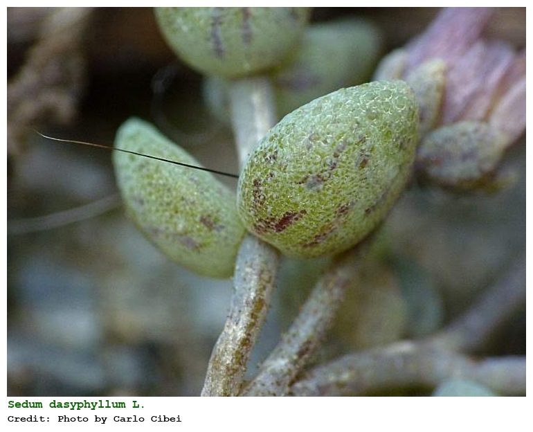 Sedum dasyphyllum L.